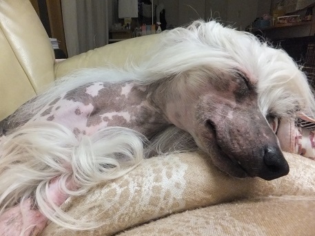 Resultado de imagen para 犬 chinese crested 眠っている