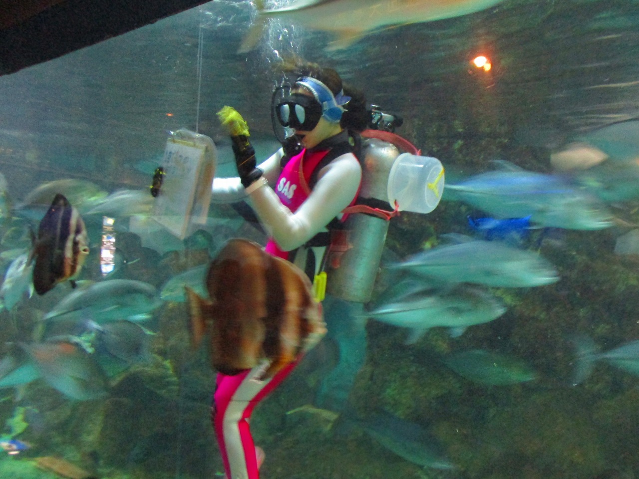 美女のえさやり 寺泊水族館 くろかわ元理事長ぶらぶらブログ