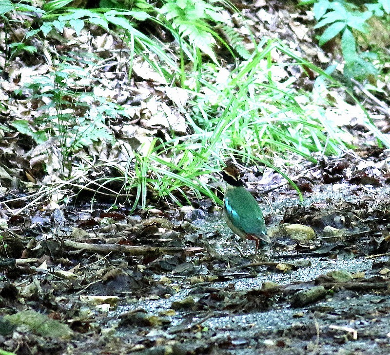 ”幻の鳥”ヤイロチョウ騒動（その３）・・・_c0213607_22361334.jpg