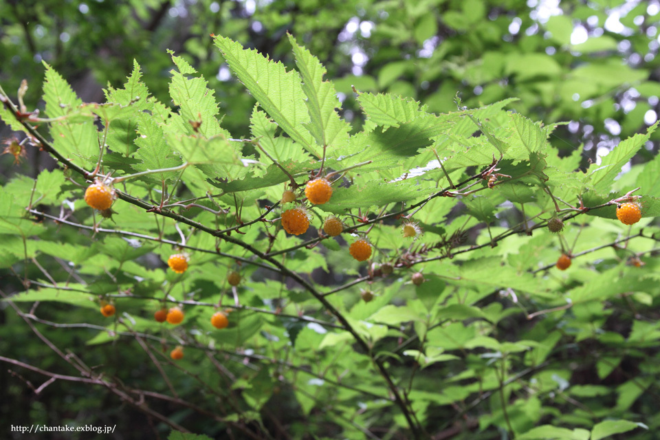 紫陽花の咲く渓谷_c0189013_02104670.jpg