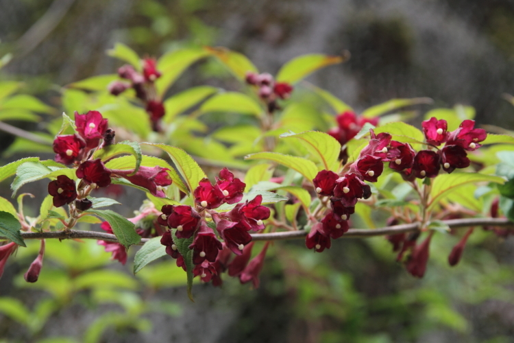 紫陽花の咲く渓谷_c0189013_02443237.jpg