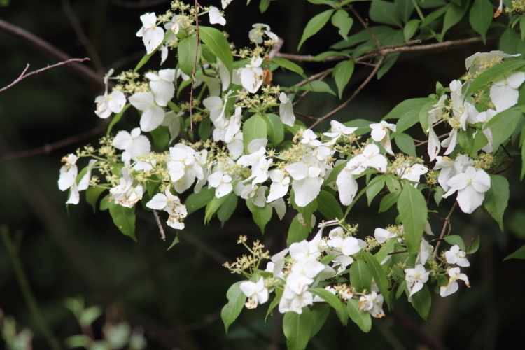 紫陽花の咲く渓谷_c0189013_02501766.jpg