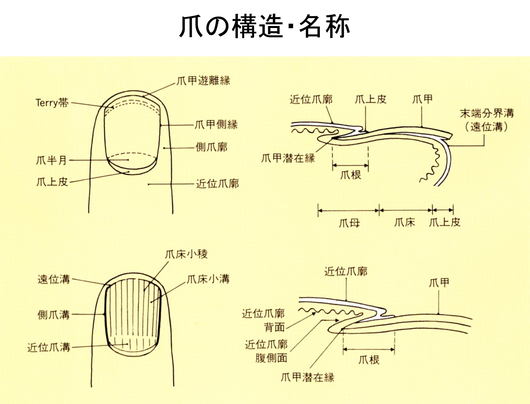 2017年6月教室 『爪の病気』_c0219616_12010518.png