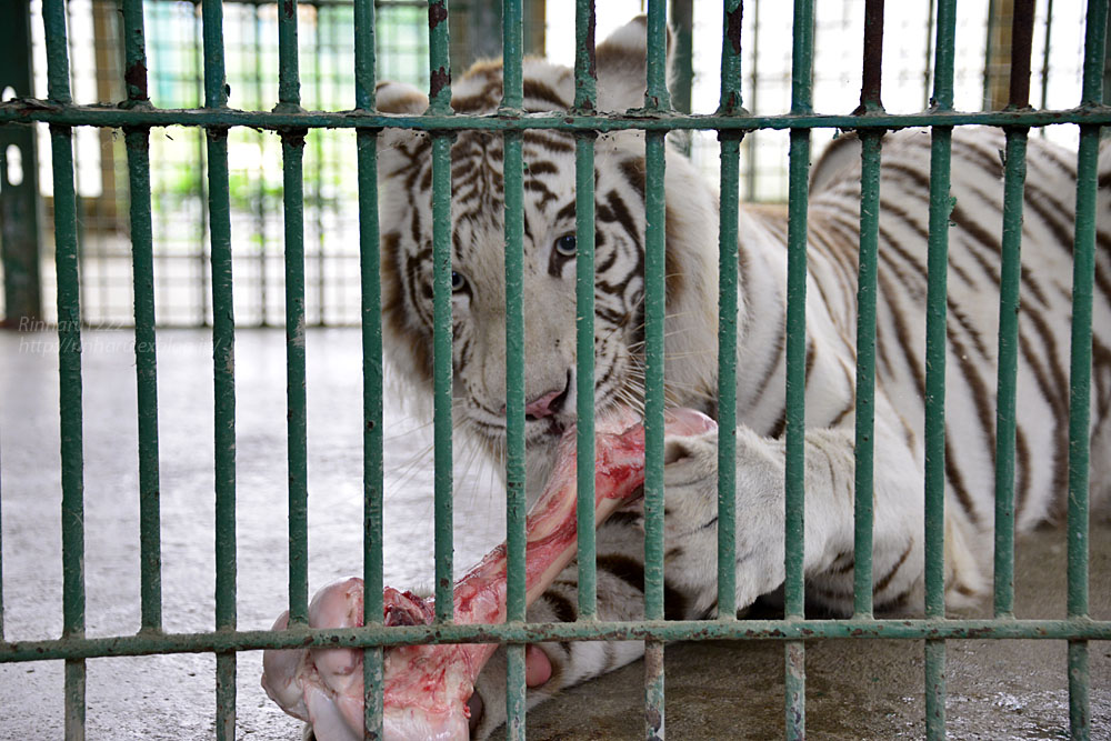 2017.7.16 岩手サファリパーク☆ホワイトタイガーのマハロお誕生日会【White tiger】_f0250322_1774123.jpg