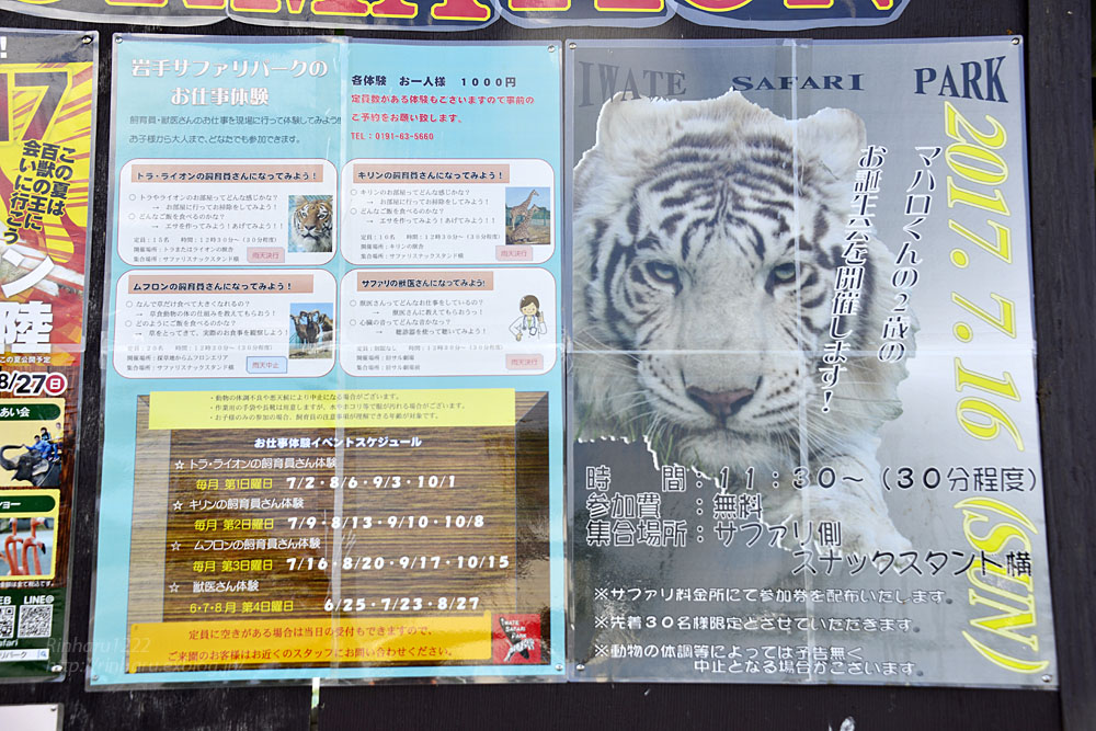 17 7 16 岩手サファリパーク ホワイトタイガーのマハロお誕生日会 White Tiger 青空に浮かぶ月を眺めながら