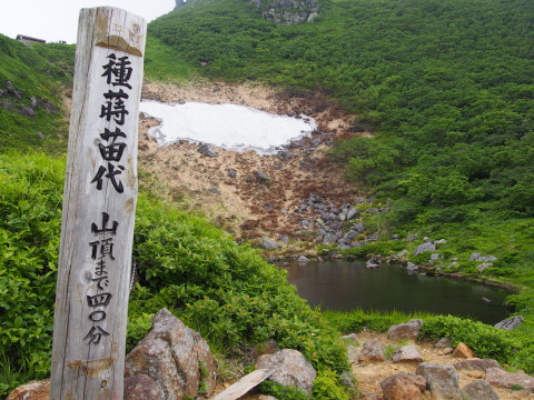 ミチノクコザクラ:岩木山(弘前市)*2017.07.15_b0147224_0282185.jpg