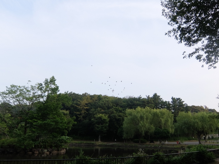 大池公園で朝散歩_f0363628_21012614.jpg