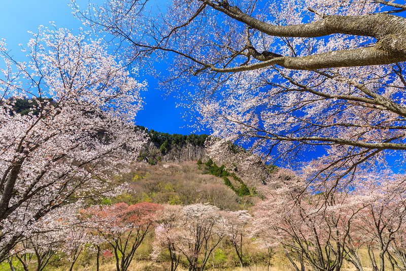 奈良の桜2017 屏風岩公苑の春爛漫_f0155048_14404166.jpg