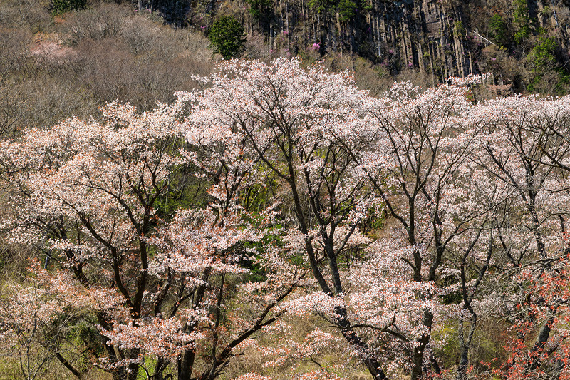 奈良の桜2017 屏風岩公苑の春爛漫_f0155048_14425694.jpg