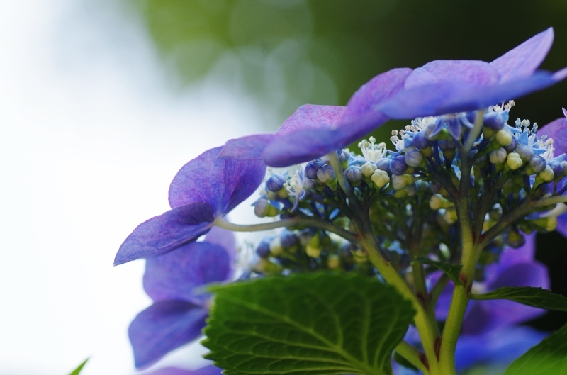 紫陽花散歩 - 息子と写真がすき。