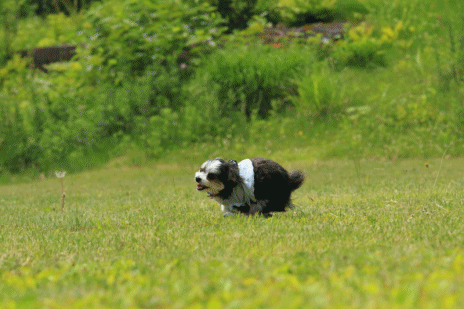 c0145250_09371852.gif