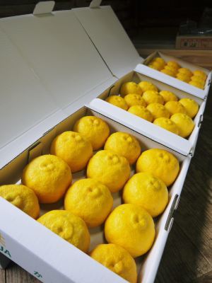 香り高き柚子（ゆず）　着果後の成長の様子と、絶品「柚子こしょう」を作る「青柚子」の販売時期について（後編）_a0254656_17361621.jpg