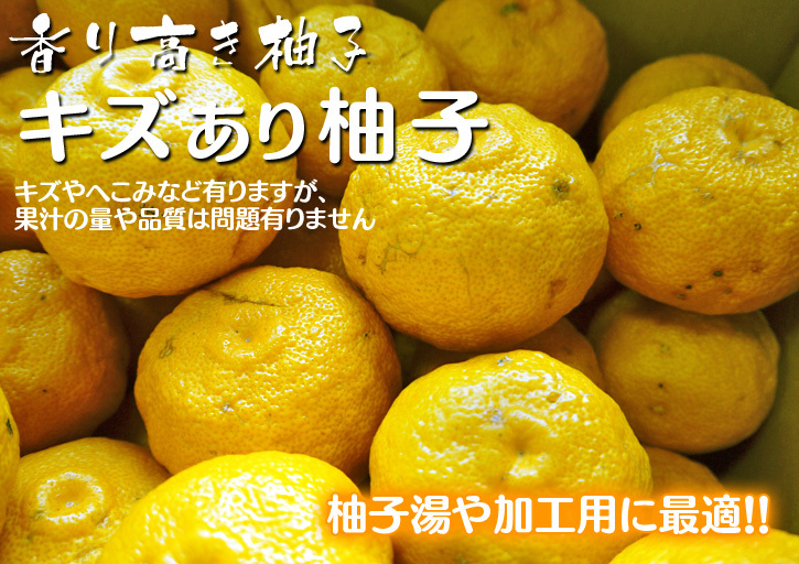 香り高き柚子（ゆず）　着果後の成長の様子と、絶品「柚子こしょう」を作る「青柚子」の販売時期について（後編）_a0254656_17411414.jpg