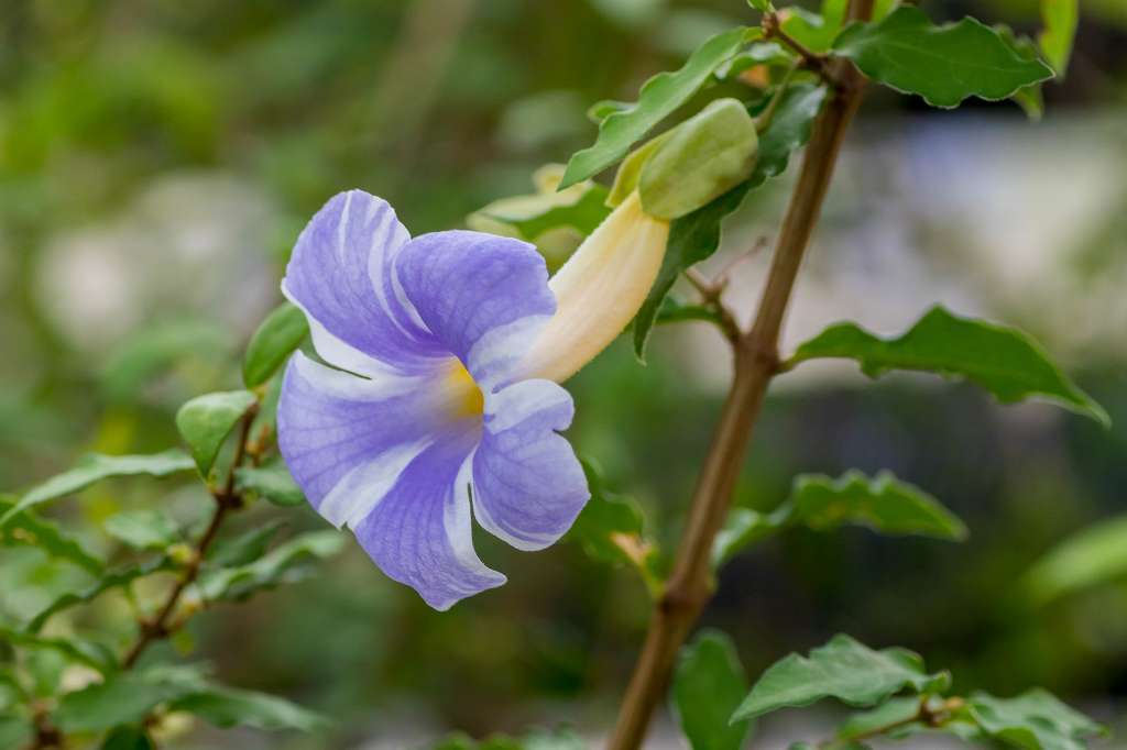 神大植物園温室の花_f0044056_07131593.jpg