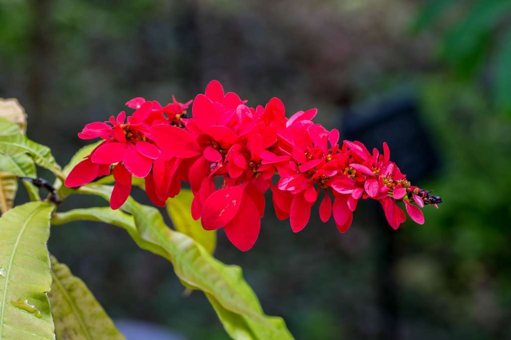 神大植物園温室の花_f0044056_07154097.jpg