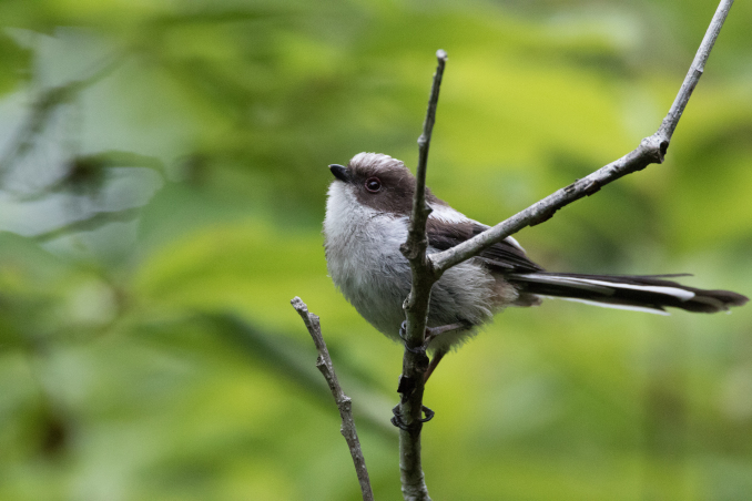 幼鳥に桑の実の味を覚えさせる？ヒヨドリ_b0148762_20173983.jpg