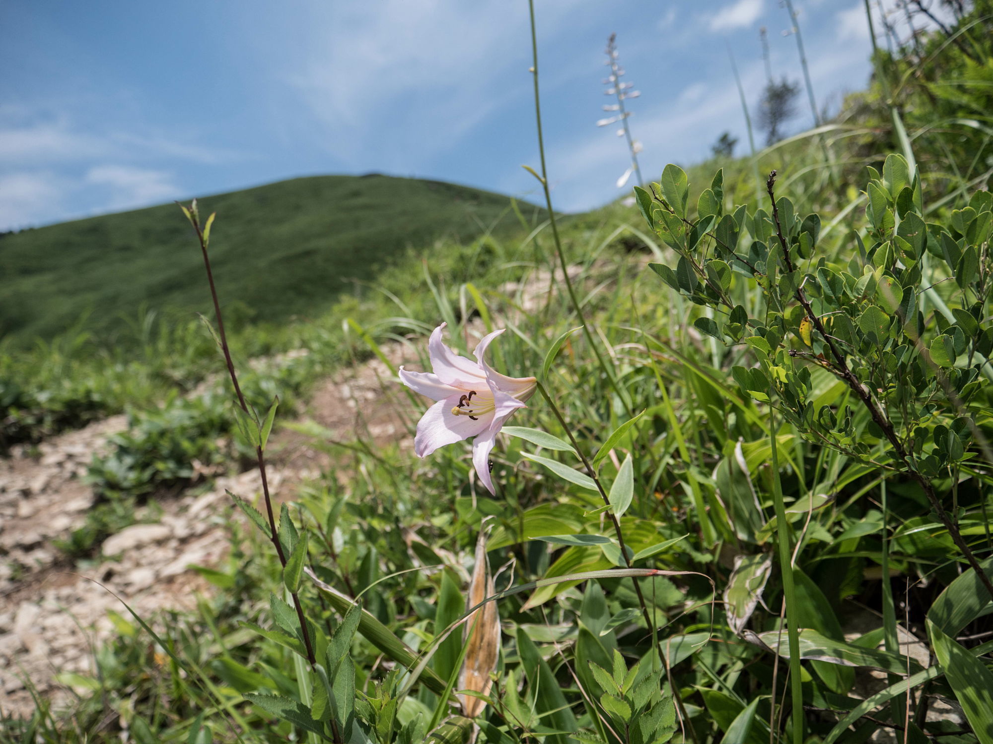 深入山のササユリ_e0015567_17151612.jpg