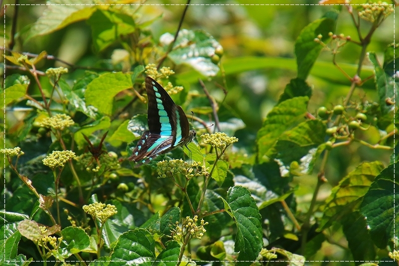 d0102968_07160194.jpg