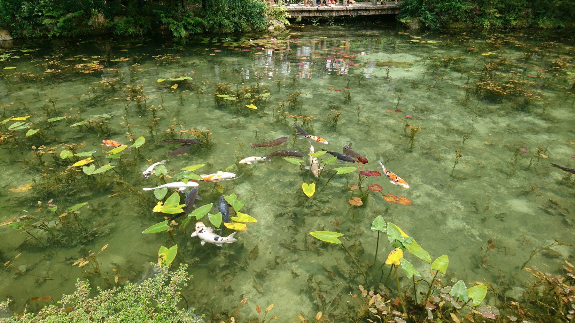 岐阜妙景　モネの池、ツインアーチ138、養老天命反転地_c0002171_22391087.jpg