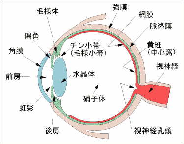 キーワード“毛様体”_d0370681_21480509.gif