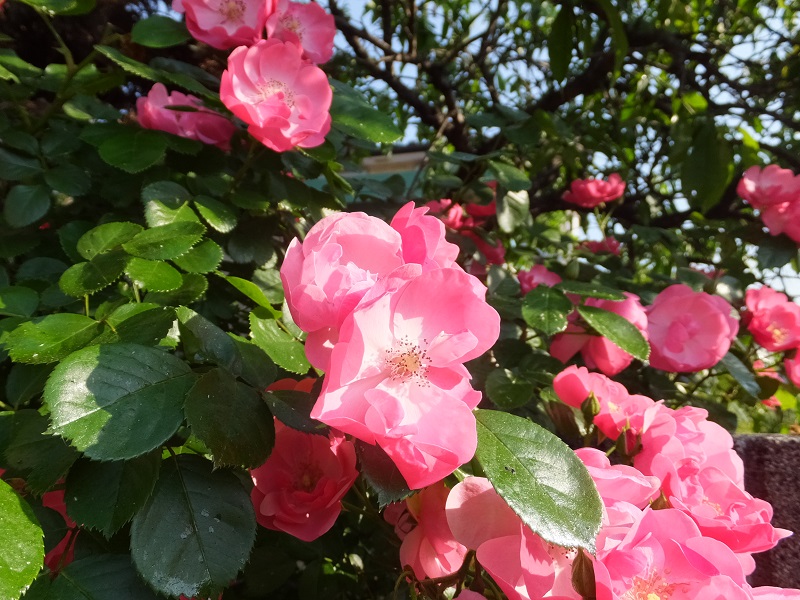 我が家の薔薇・・・_a0223690_10352699.jpg