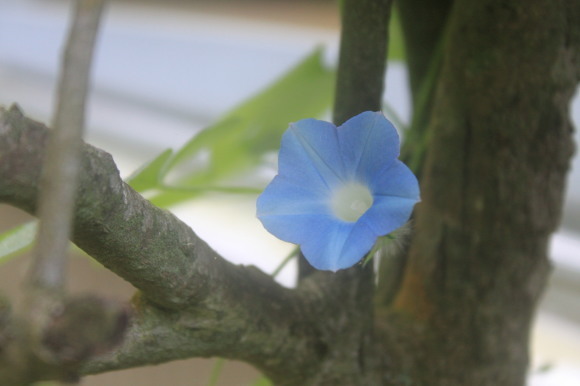 風蘭　朝顔たち　小さいひまわり　露草 2 種_e0354596_10534571.jpg