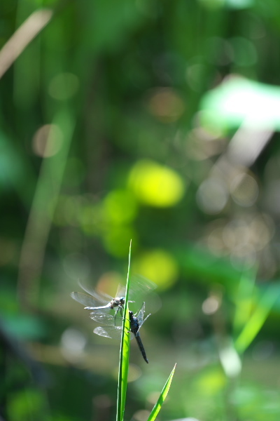 f0233999_12140187.jpg