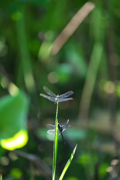 f0233999_12141307.jpg
