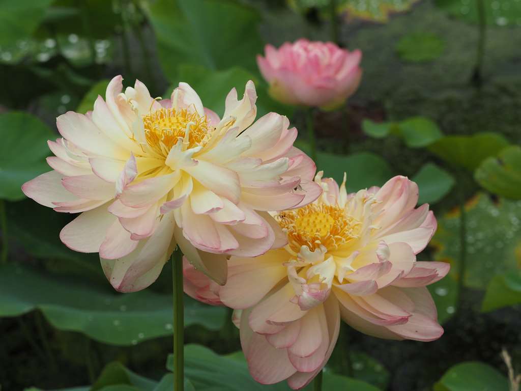 荒川花ハス園へ Nama3の気ままに雑記