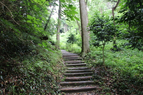 下田公園の日本一の紫陽花・９_c0075701_17334230.jpg