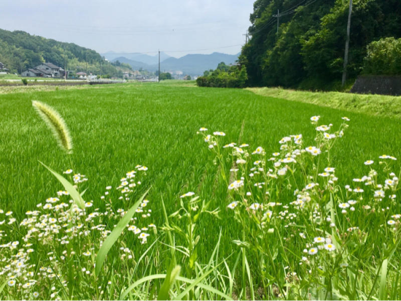 丹波黒大豆オーナーの追肥土寄せ会へ行って来ました 農家のおじさん達の粋な計らいに嬉しく成りました 薔薇好き花 好き庭が好き 元英国在住 アートセラピストが造る癒しの庭