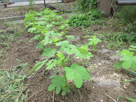 a0203003_9264490.jpg
