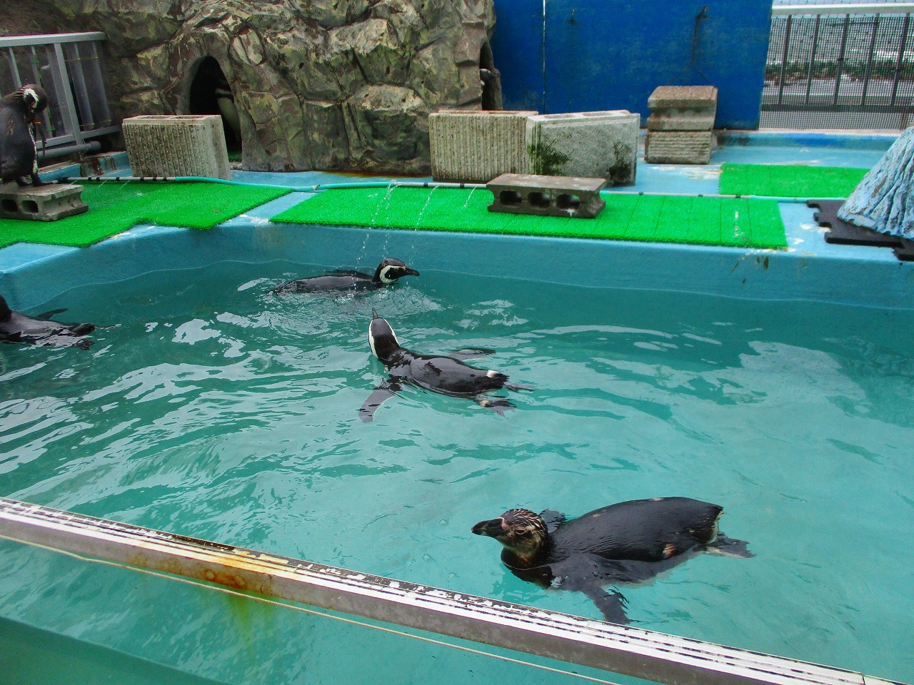 ペンギン/寺泊水族館_b0163804_14292321.jpg