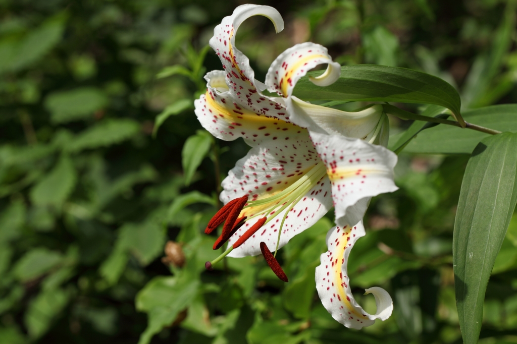 夏shot（蔵王・熊野岳登らず撤退）_b0050305_195116.jpg