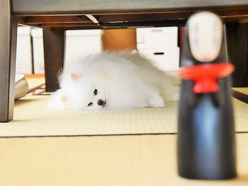 あいつがやって来た_d0360206_23232022.jpg