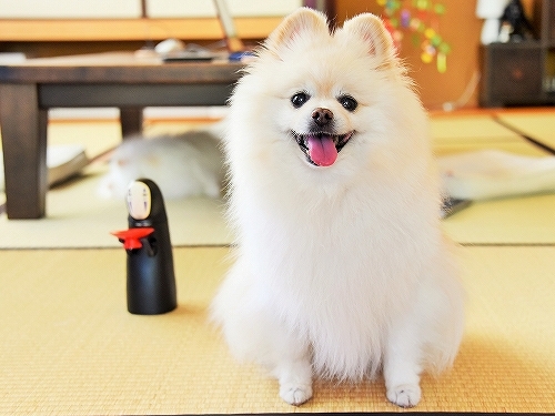 あいつがやって来た_d0360206_23233384.jpg