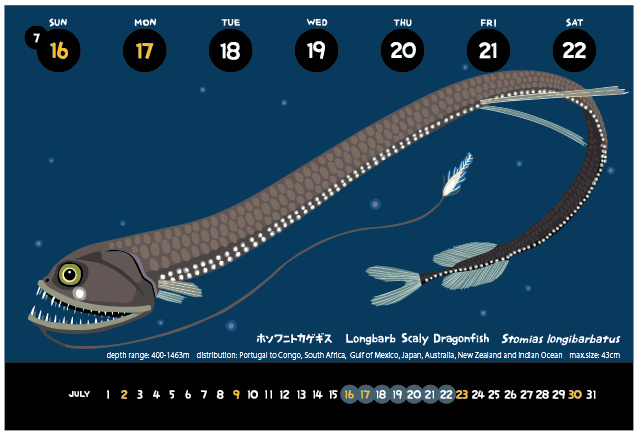ホソワニトカゲギス_f0292806_19112654.jpg