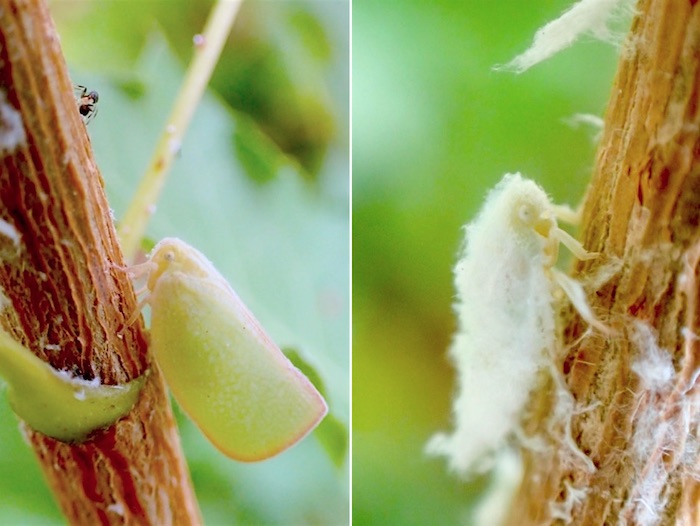 アオバハゴロモ 青葉羽衣 とクサカゲロウ 草蜉蝣 世話要らずの庭