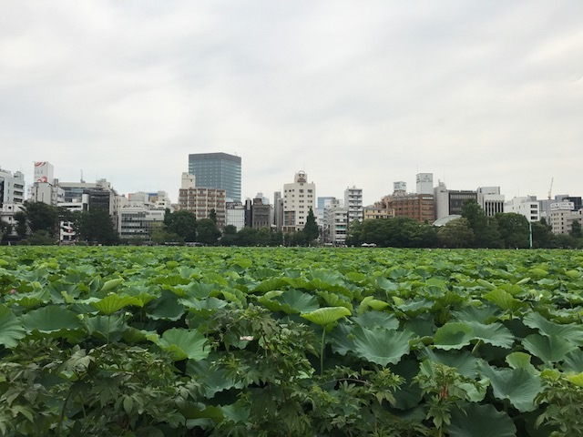 ●不忍池の蓮の見ごろは１週間〜10日後！_a0268821_19351582.jpg