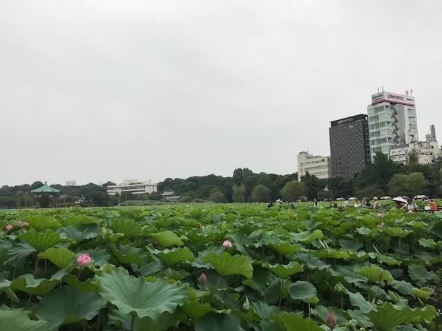 ●不忍池の蓮の見ごろは１週間〜10日後！_a0268821_19364194.jpg