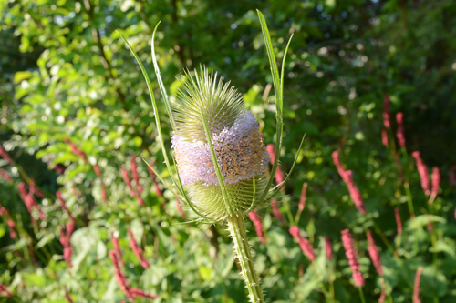 c0107129_20385967.jpg