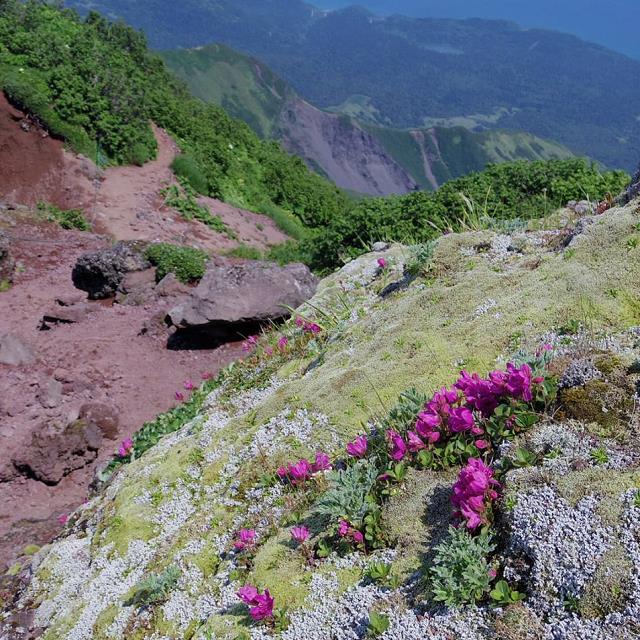 ２０１７／７／１３　利尻山　その弐_f0299329_13111940.jpg