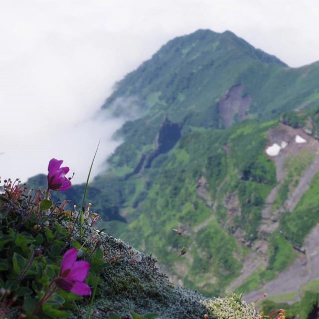 ２０１７／７／１３　利尻山　その弐_f0299329_1311733.jpg