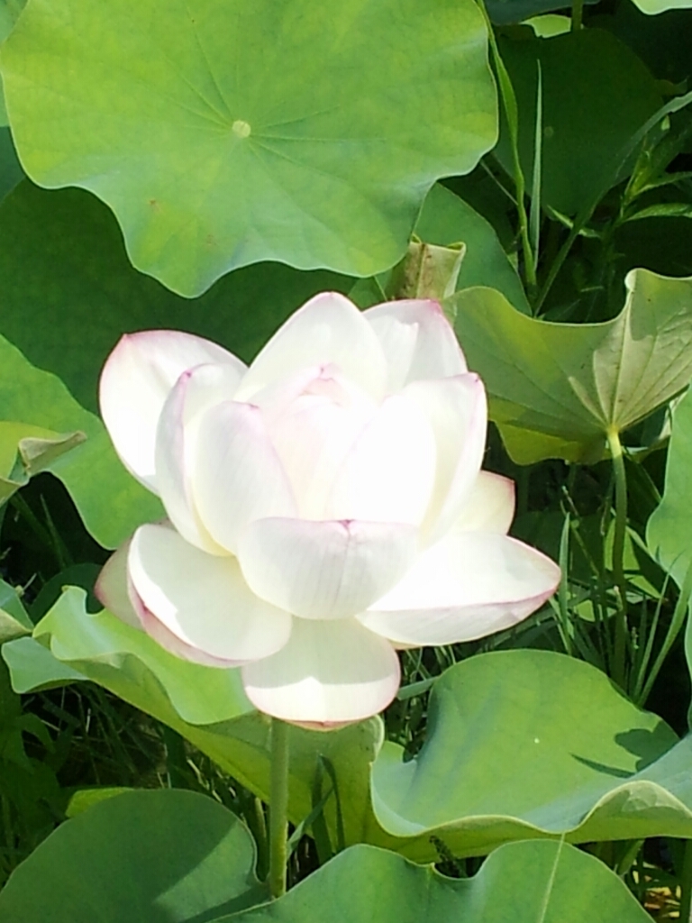 暑くても母親は元気元気_f0343531_08080112.jpg