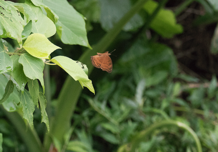 a0126632_11035394.gif