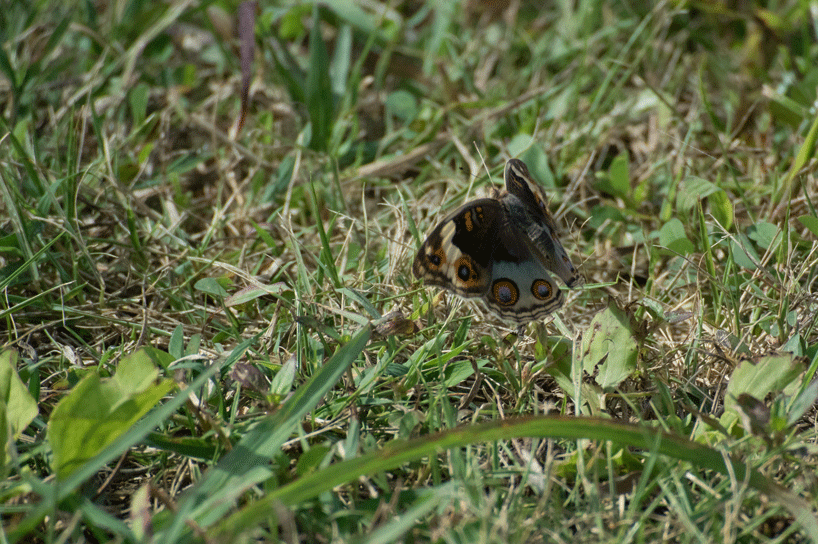 a0126632_11080092.gif