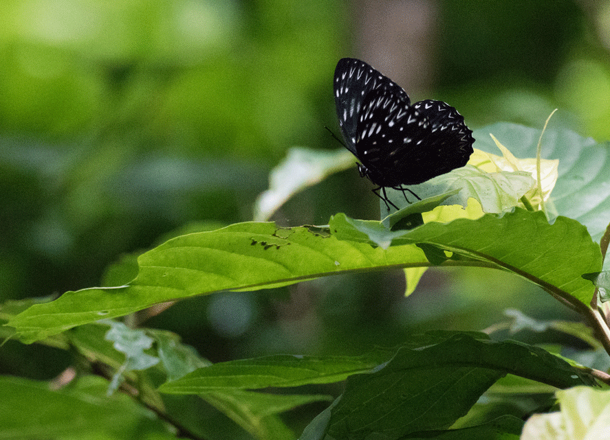 a0126632_11113761.gif