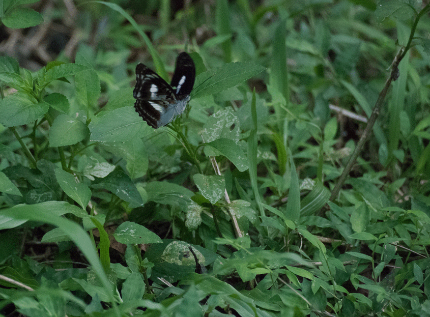a0126632_11135096.gif
