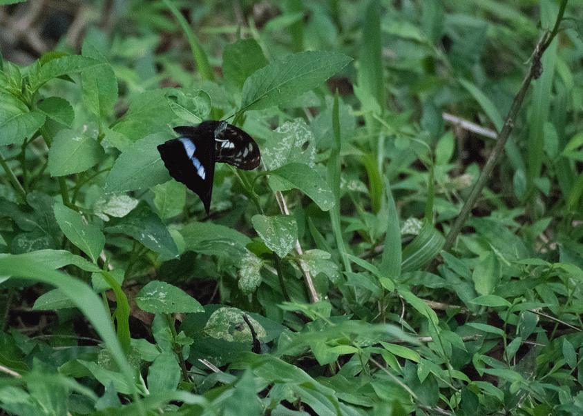 a0126632_11141175.gif