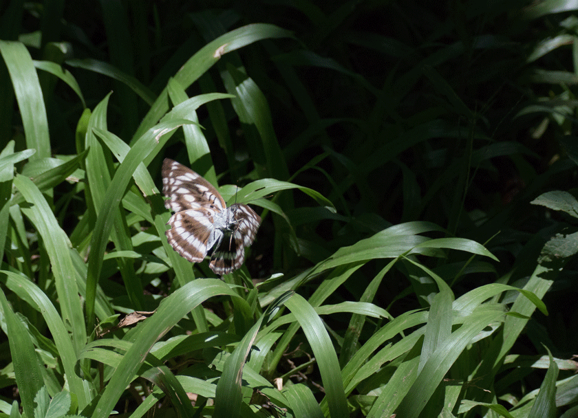a0126632_11162370.gif
